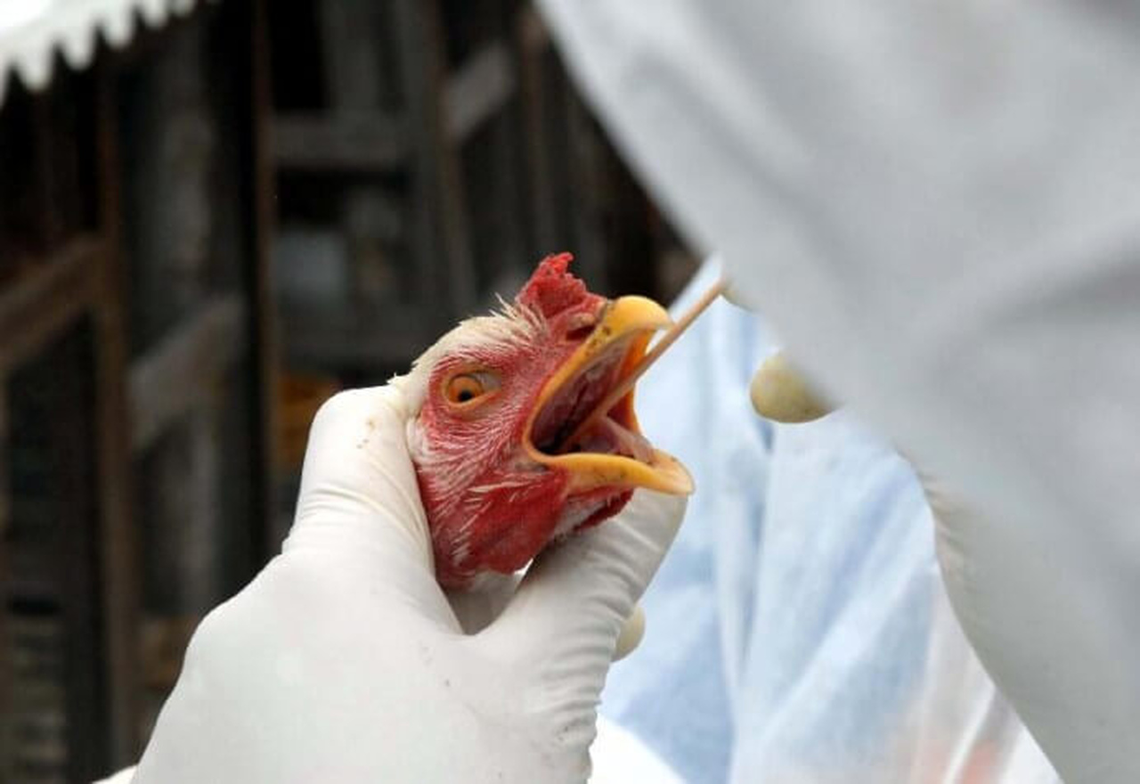 Gripe aviária: ministério orienta estados a declararem emergência zoosanitária