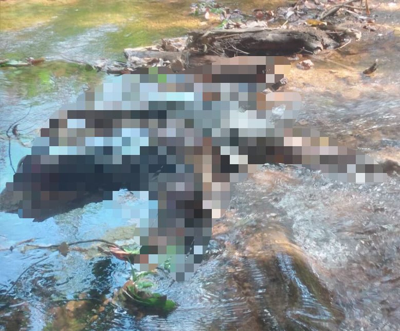 Corpo em avançado estado de decomposição é encontrado no Córrego Sussuapara, em Palmas