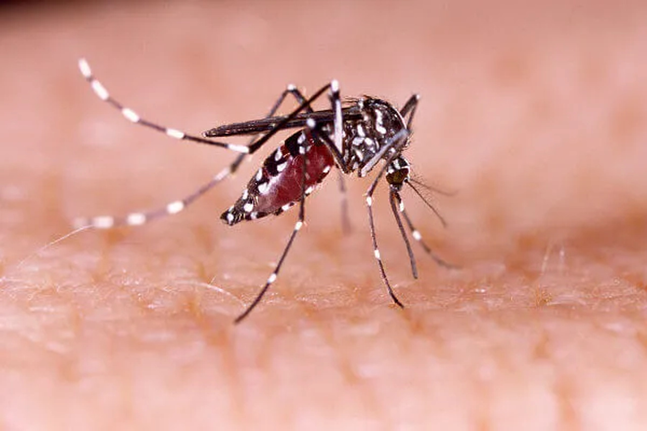 Em Palmas, Saúde confirma mais de 140 casos de dengue; veja detalhes do boletim
