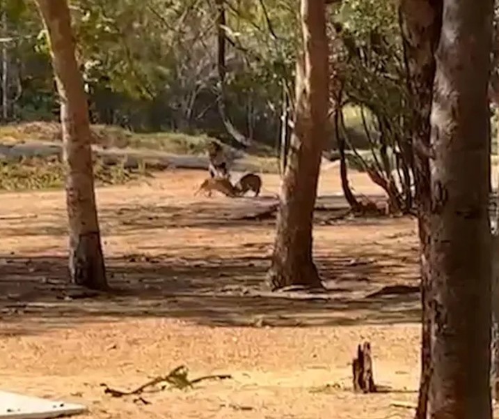 [Vídeo] Capivara é atacada por um cachorro no Parque Cesamar, em Palmas