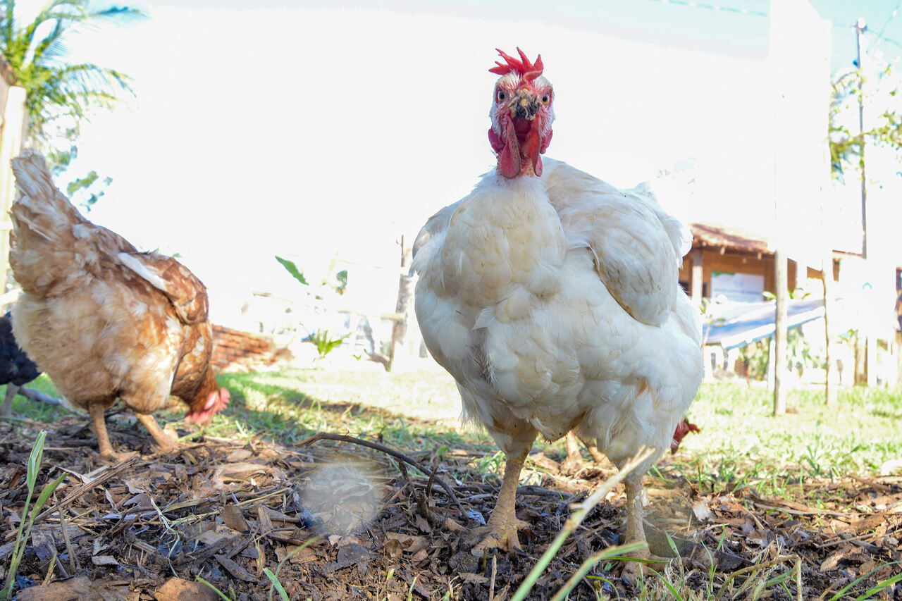 Em Palmas, Saúde orienta população sobre gripe aviária