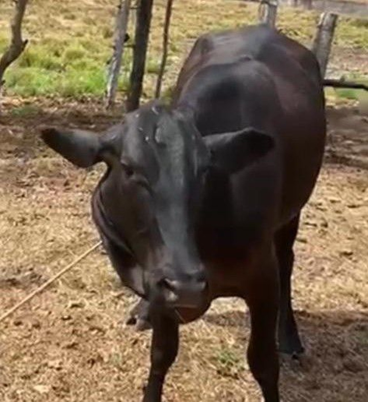 Polícia Civil recupera mais uma cabeça de gado furtada em Paraíso do Tocantins