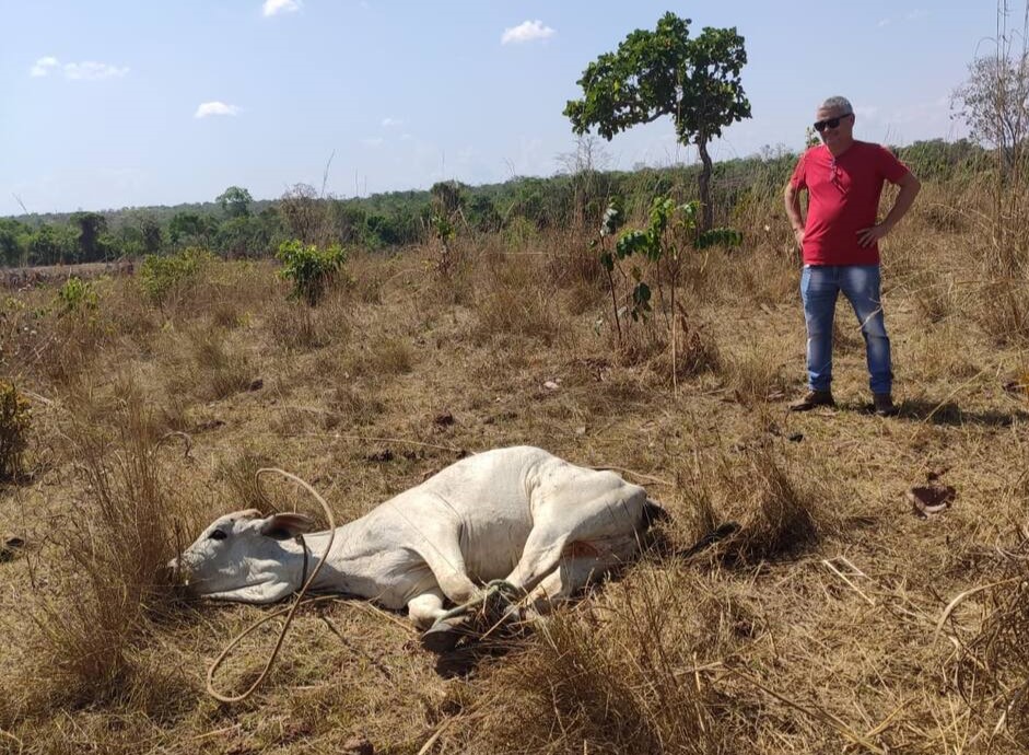 Pelo menos 30 cabeças de gado furtadas de fazendeiro em Monte Santo são recuperadas pela polícia