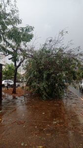 Supermercado destelhado, queda de energia e árvores caídas: Temporal fora de época gera prejuízos em Palmas