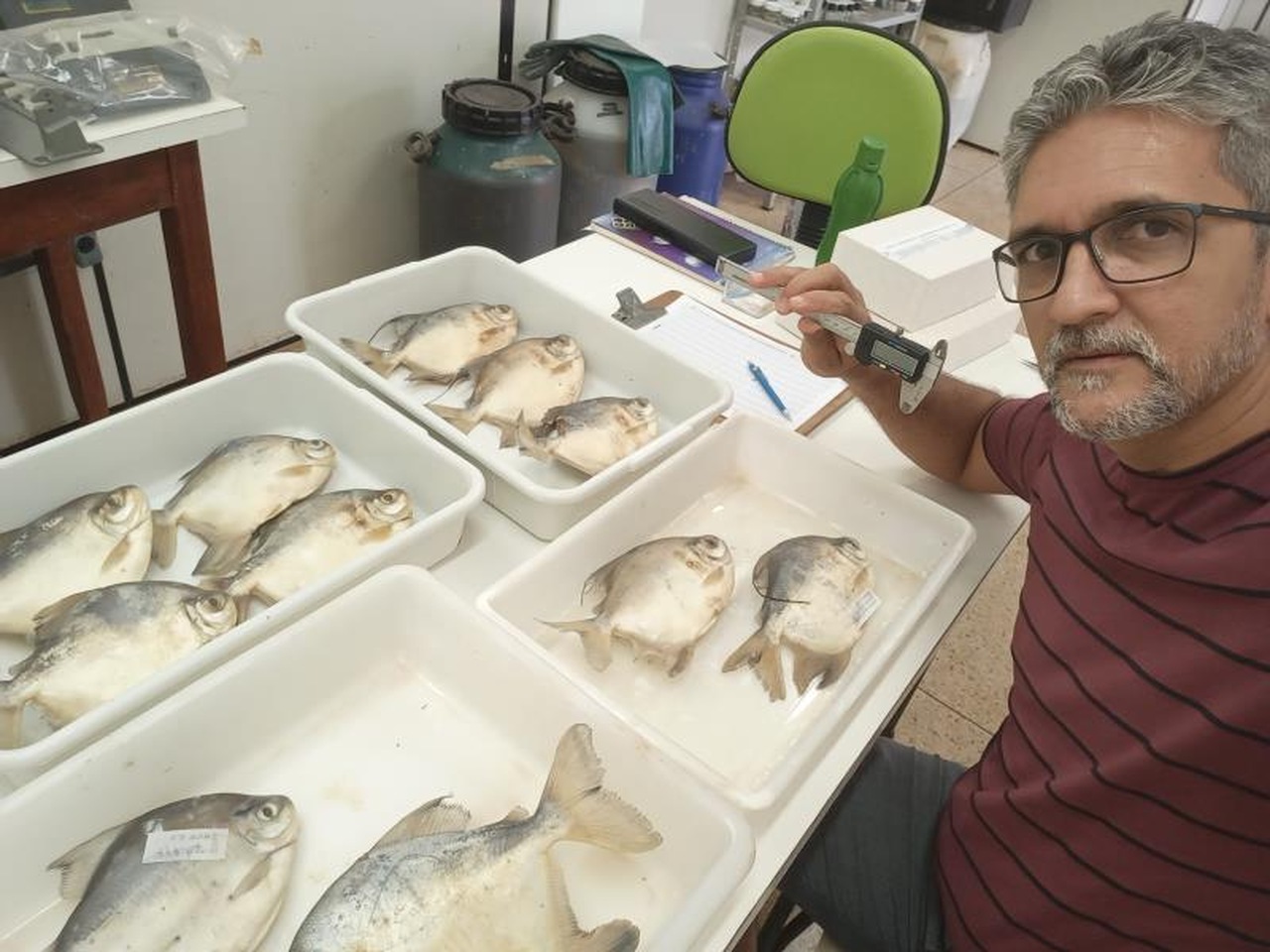 Nova espécie de peixe é descoberta no Rio Tocantins