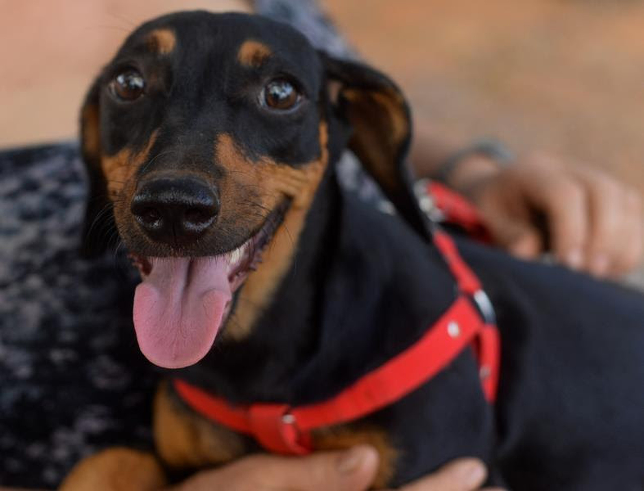 UVCZ promove Dia D de testagem de leishmaniose canina nesta sexta-feira (11) em Palmas