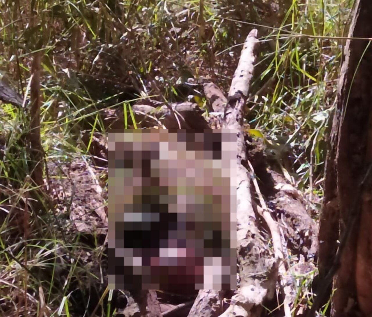 Vaqueiro de 19 anos é preso após confessar ter matado e ocultado o corpo de um homem, em Formoso do Araguaia