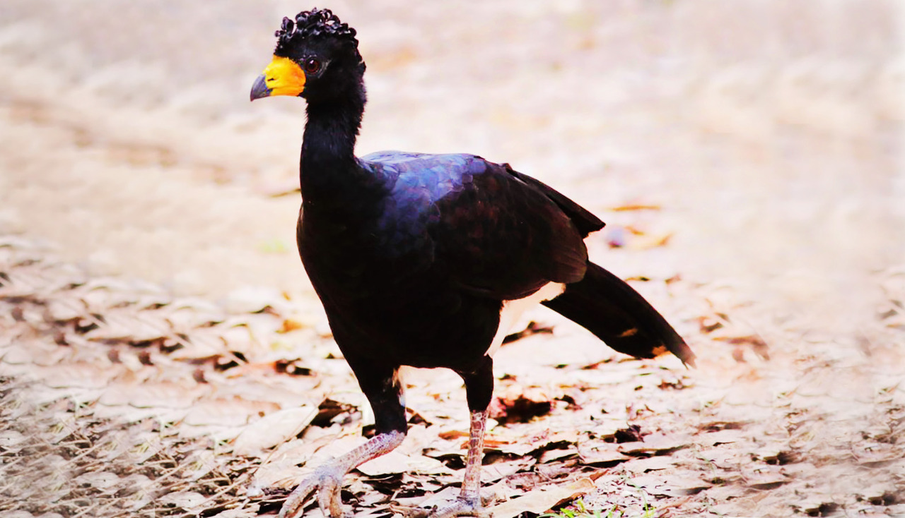 Expedição localiza uma das aves mais ameaçada de extinção do Brasil em Bom Jesus do Tocantins