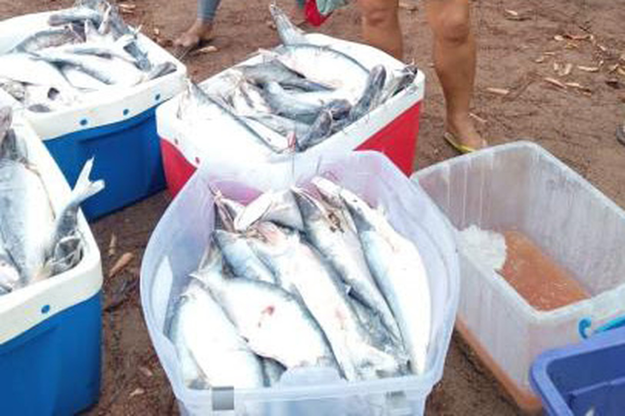 Palmas | Guarda Metropolitana apreende carga com 5,8 mil quilos de pescado no setor Industrial, em Taquaralto