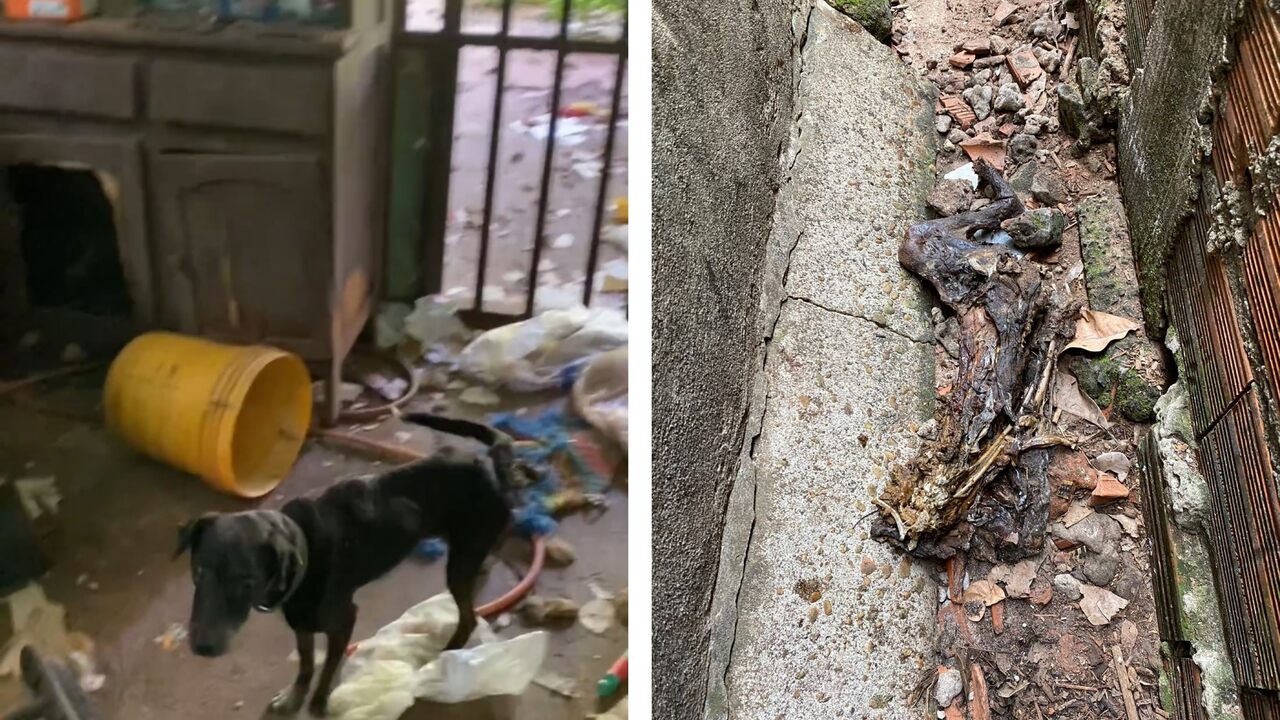 VÍDEO: Cães são resgatados de casa abandonada após denúncias de maus-tratos, em Araguaína; dois foram encontrados mortos