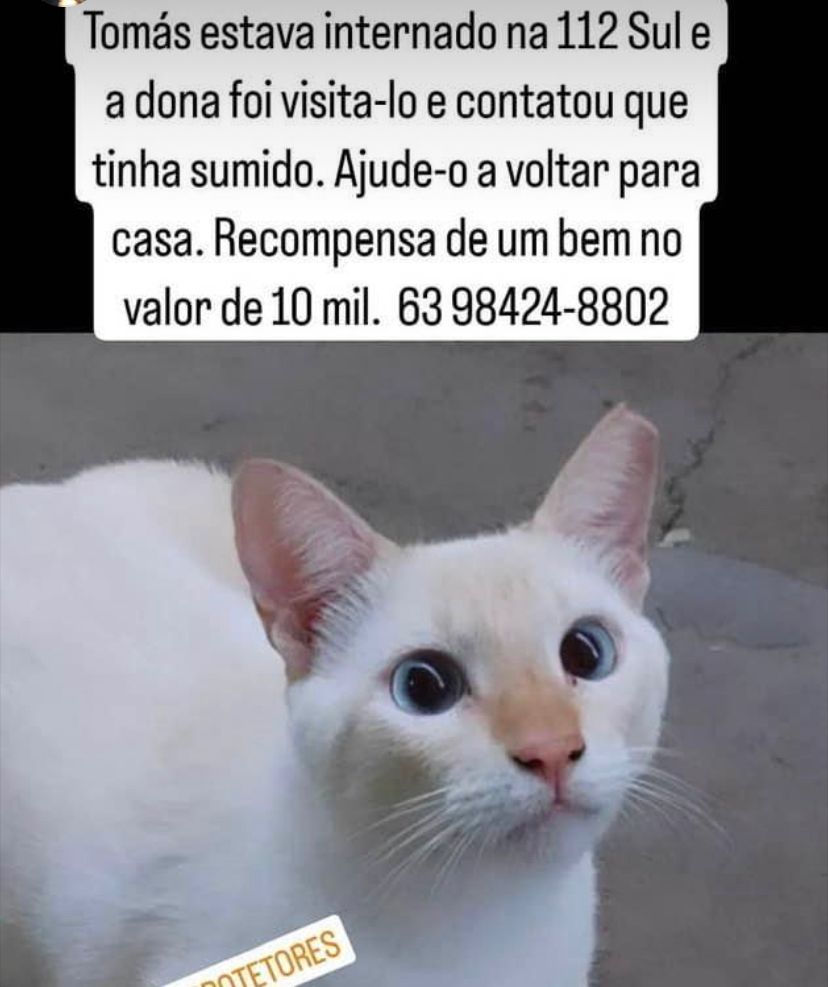 Gato desaparece após ser internado em clínica veterinária de Palmas e família oferece barco no valor de R$ 10 mil para quem encontrá-lo