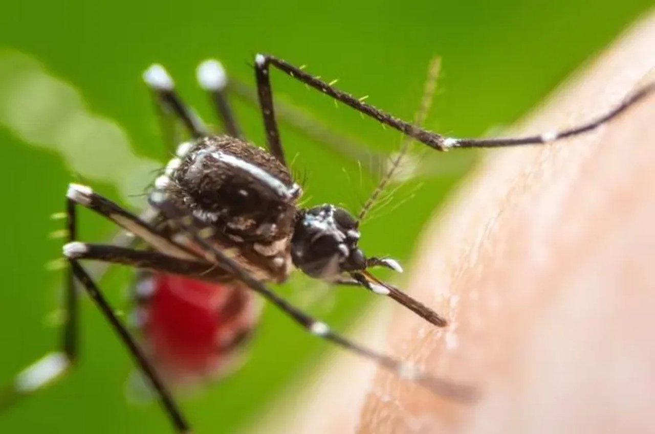 Agência americana aprova 1ª vacina contra Chikungunya
