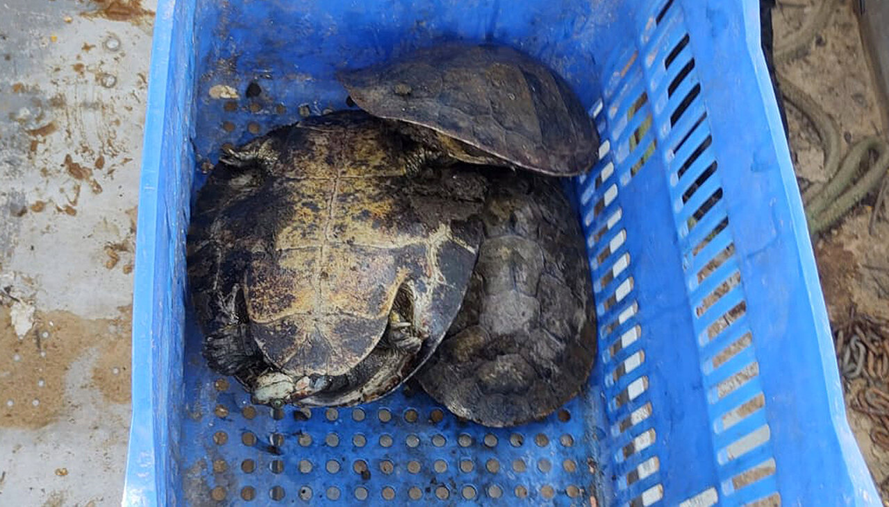 26 kg de pescado, três tartarugas Amazônia e 450 metros de rede são apreendidos pelo Naturatins durante a Piracema