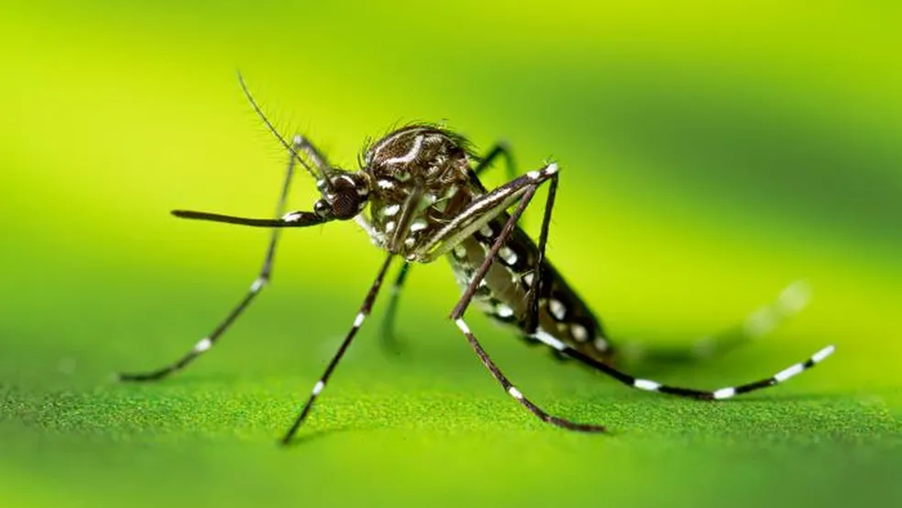 Ministério da Saúde anuncia estratégia de vacinação contra a dengue; confira as cidades do TO que atendem aos critérios