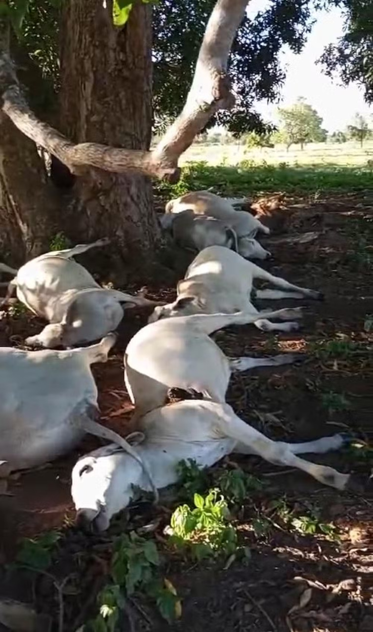 Raio mata 14 bois que se abrigavam embaixo de árvore entre os municípios de Alvorada e Figueirópolis