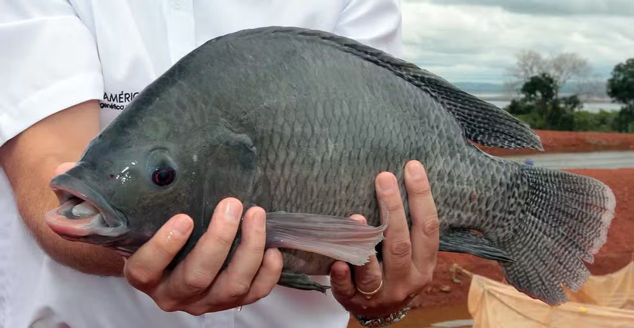 Fim da piracema! Entenda as regras para voltar a pescar no Tocantins