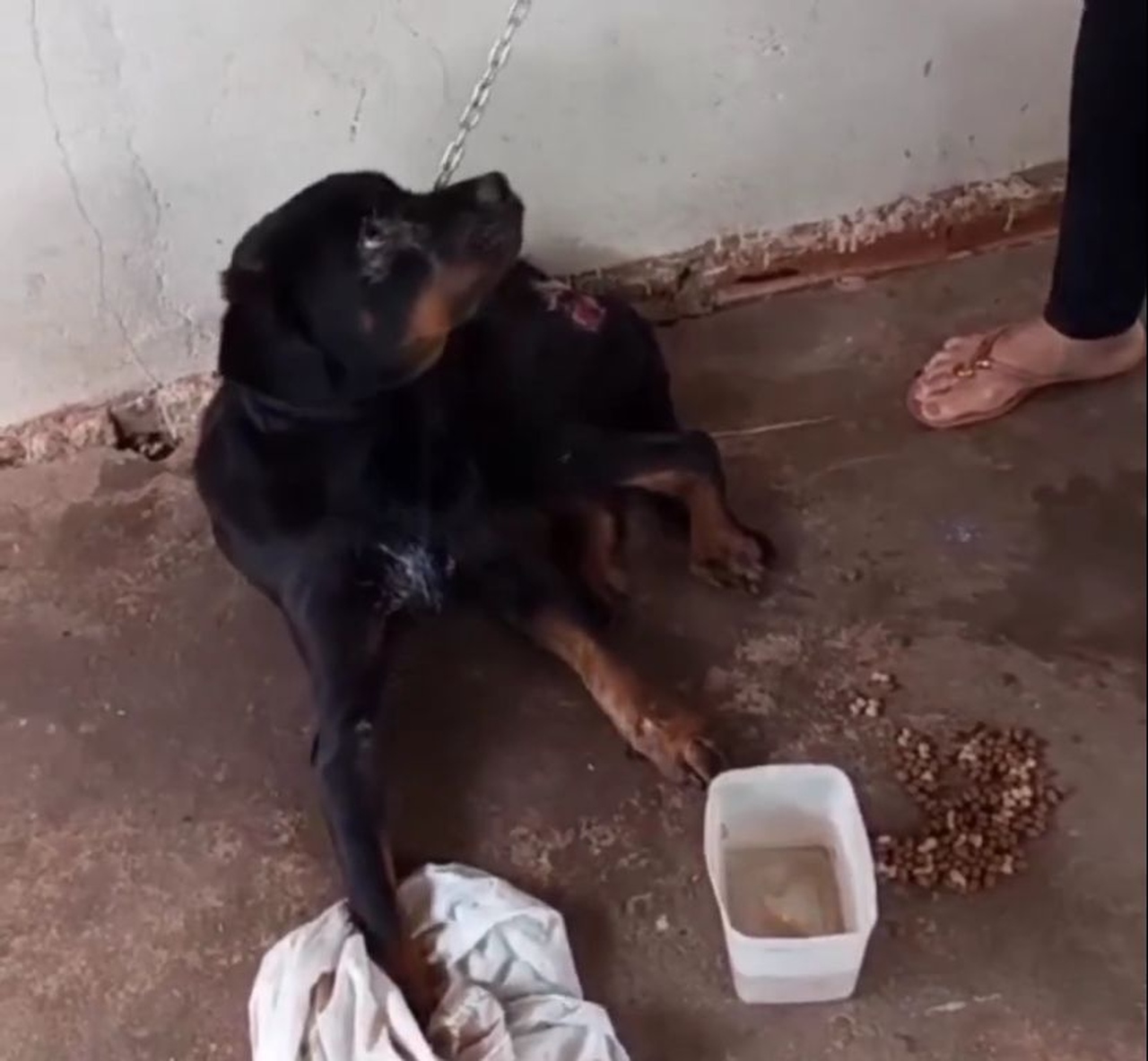 ABSURDO! Pastora é denunciada por maus-tratos a animais no setor Taquari, em Palmas; veja vídeo