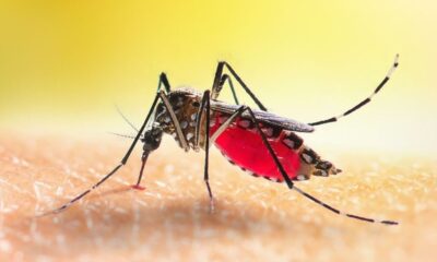 Pode tomar anti-inflamatório com dengue? Saiba quais medicamentos são indicados e quais podem piorar a doença