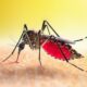 Quem teve dengue deve esperar para doar sangue após divulgação de novos critérios de segurança do Ministério da Saúde; confira todos