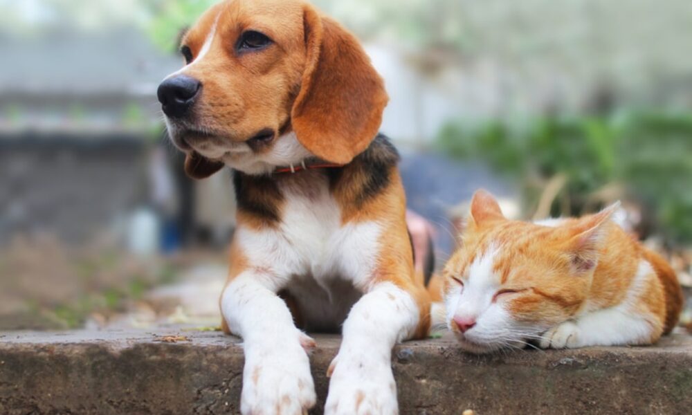 Veja a programação da vacinação contra raiva para cães e gatos na zona rural de Palmas