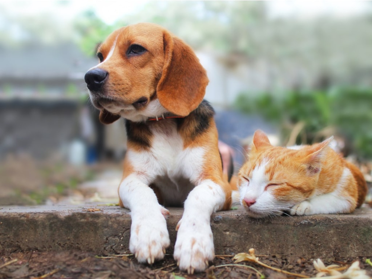 Veja a programação da vacinação contra raiva para cães e gatos na zona rural de Palmas