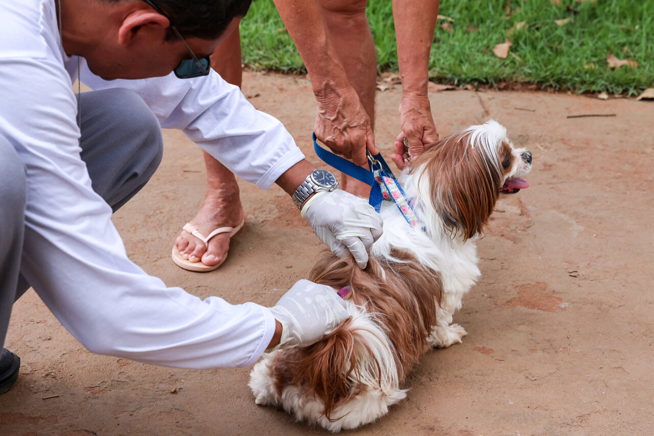 Campanha de vacinação noturna contra raiva em cães e gatos segue até quinta-feira, 29, em Palmas; saiba onde vacinar seu bichinho