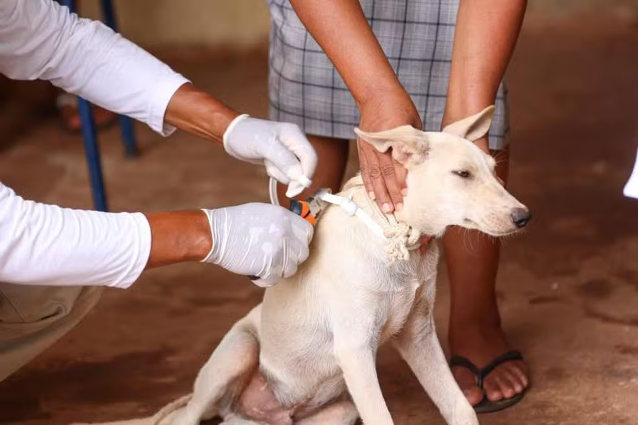 Palmas adota coleiras repelentes em cães para combater calazar; entenda