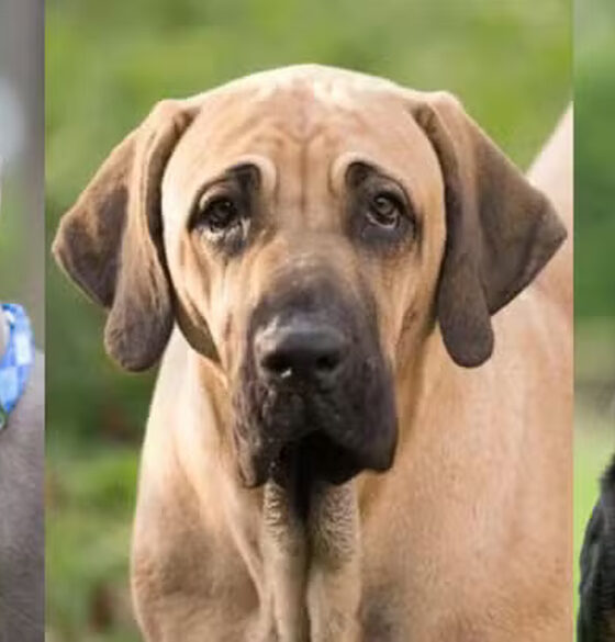 Restrições de raça: Saiba porque alguns cachorros como o Pitbull e Fila Brasileiro são proibidos em vários países