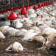 Gripe aviária pode virar a próxima pandemia, apontam cientistas; saiba detalhes
