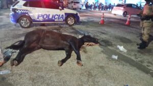 Égua morre durante cavalgada tradicional no Sul do estado às vésperas da 49ª Expo Gurupi