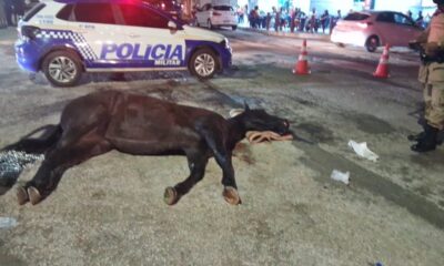 Égua morre durante cavalgada tradicional no Sul do estado às vésperas da 49ª Expo Gurupi