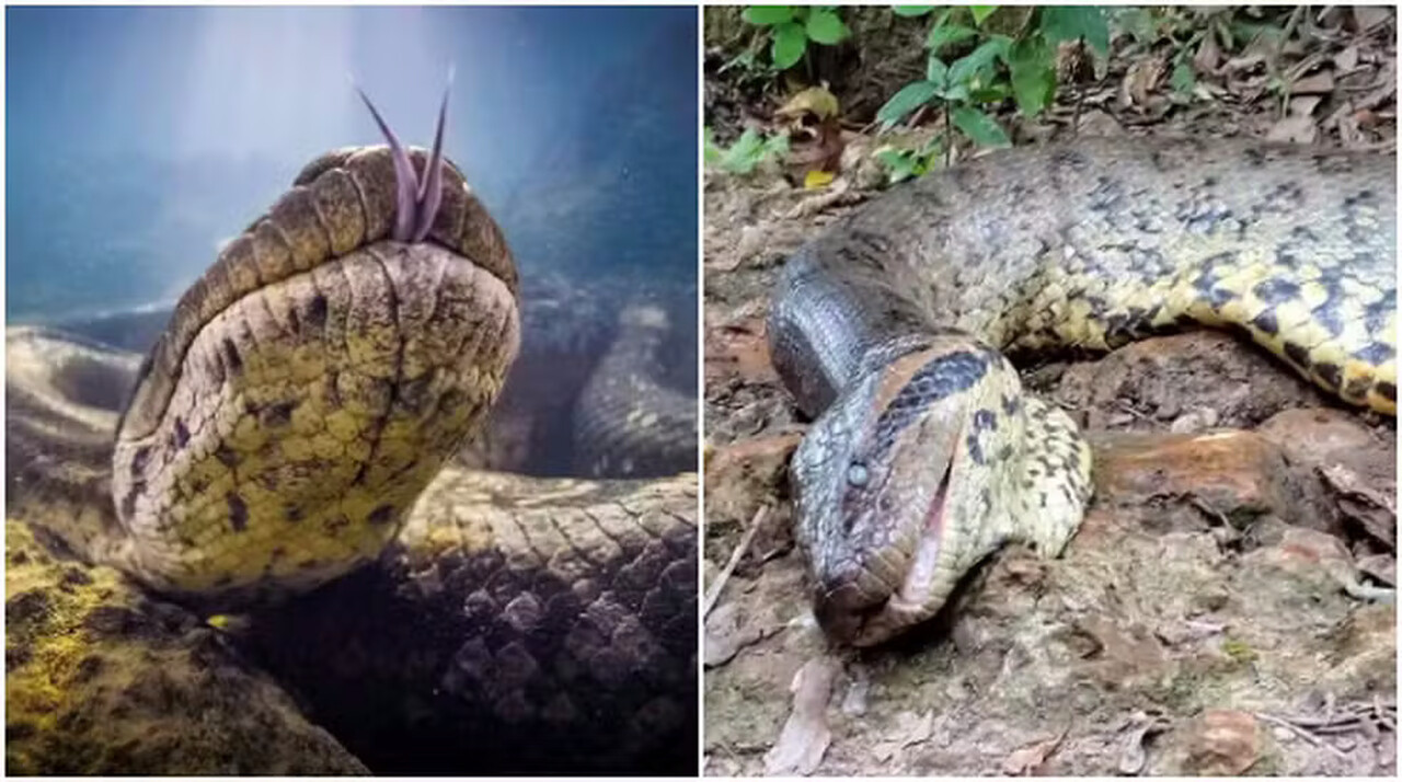 Fim de mistério! Ana Júlia, sucuri mais famosa do mundo, morreu de causas naturais, diz perícia