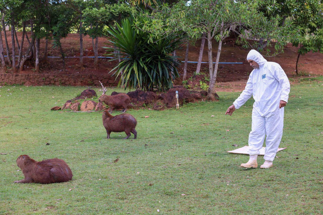 Carrapatos no Parque Cesamar: veja como a prefeitura controla o risco de doenças transmitidas pelos parasitas