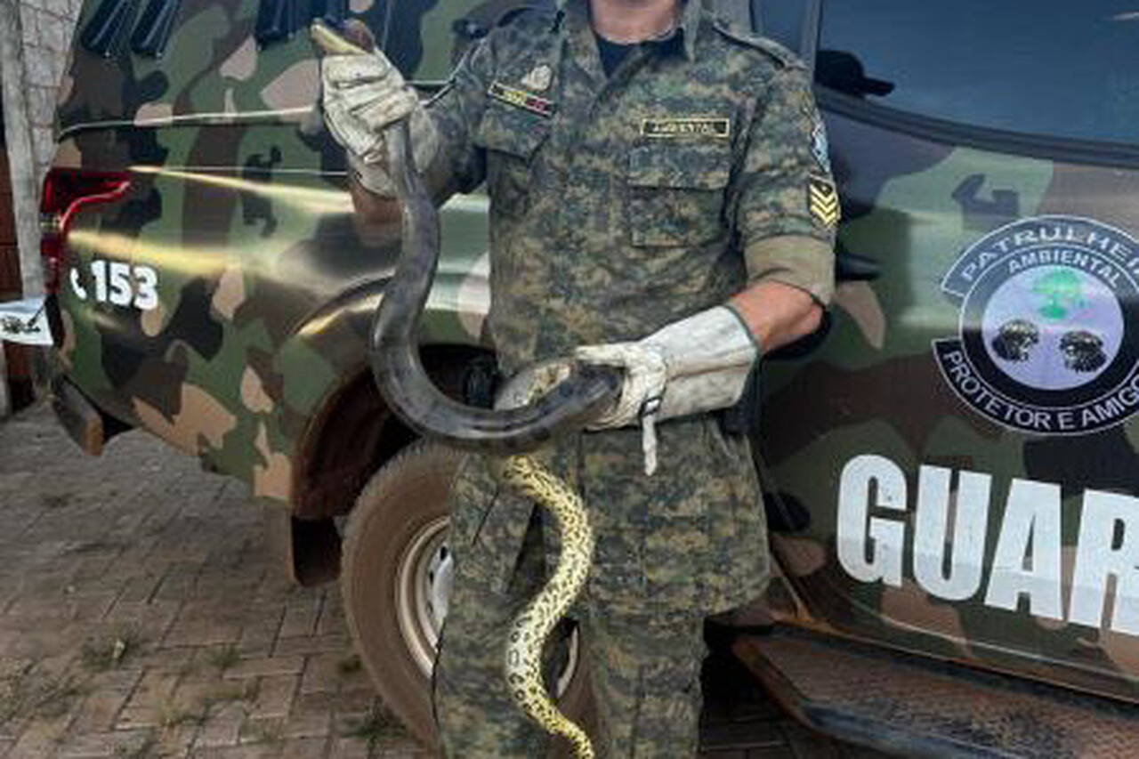 Sucuri de quase dois metros é encontrada dentro de tubulação de água em casa do setor Jardim Bela Vista, em Palmas; saiba detalhes