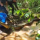 VÍDEO: Sucuri de quase cinco metros é capturada em bairro de Araguaína