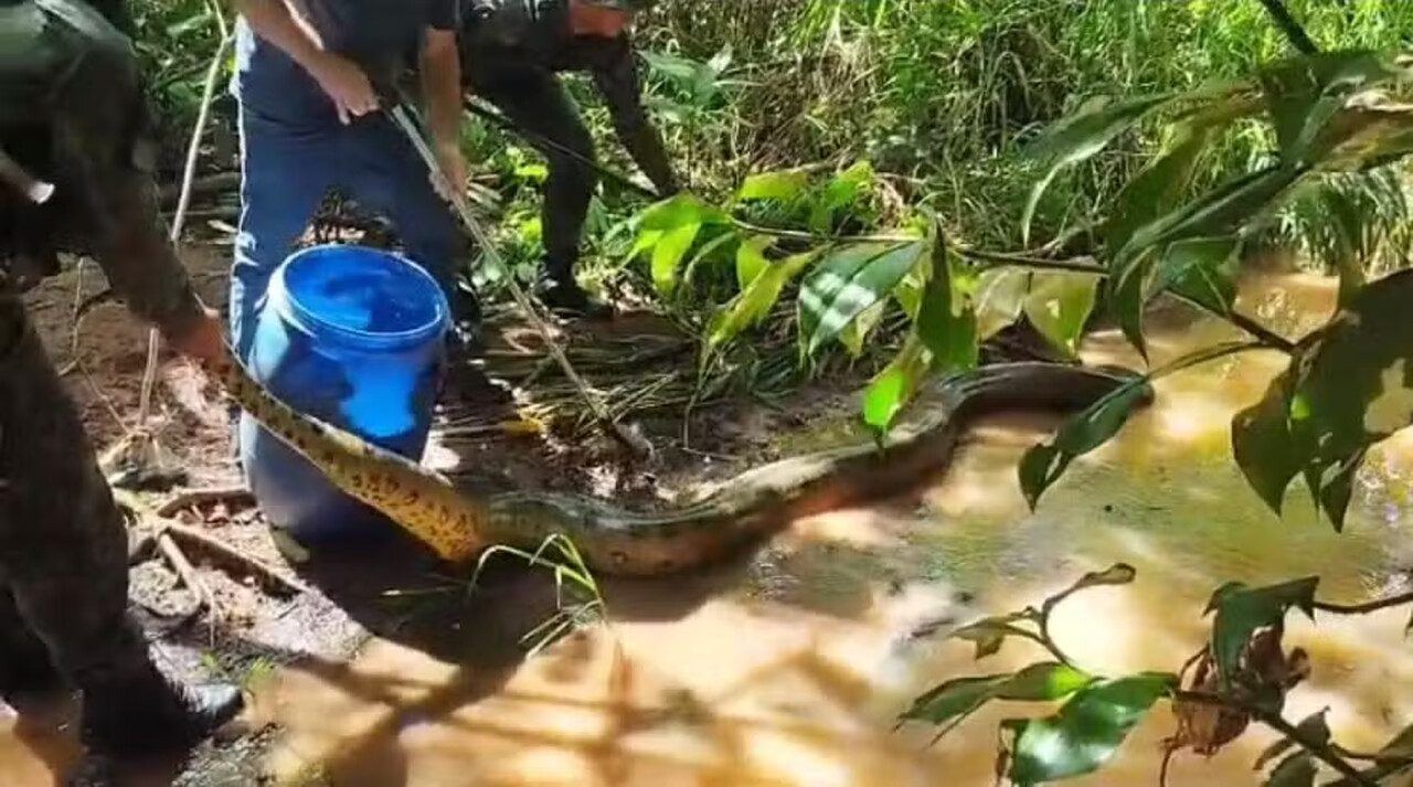 VÍDEO: Sucuri de quase cinco metros é capturada em bairro de Araguaína