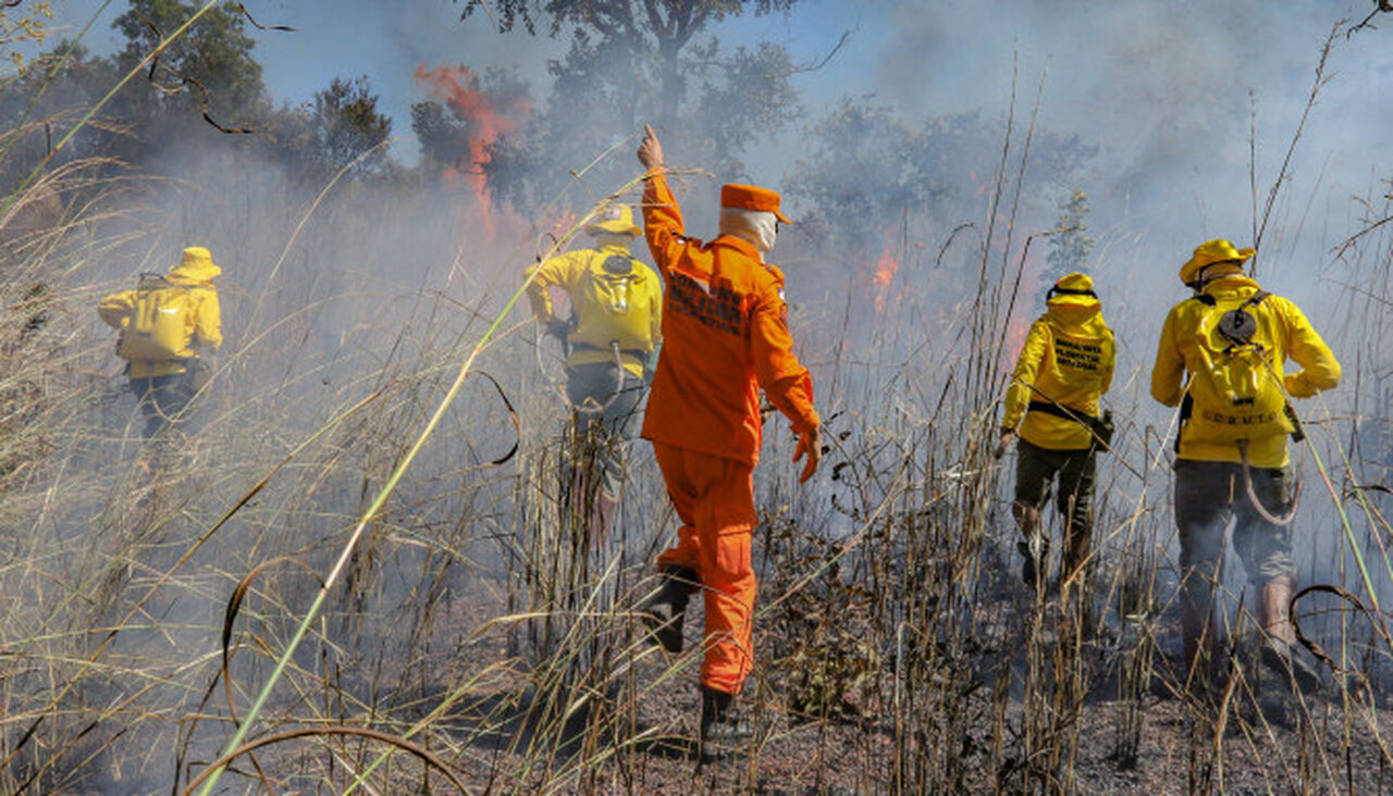 Processo seletivo com 80 vagas para brigadistas florestais é anunciado pelo Governo do Tocantins; veja como se inscrever