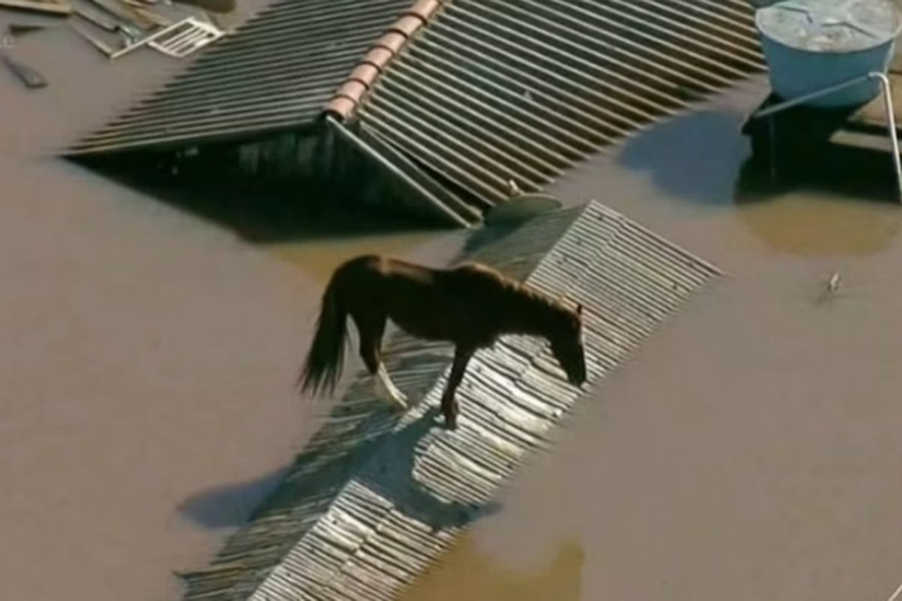 Veja como foi o resgate da égua que ficou mais de 24h ilhada em Canoas, RS