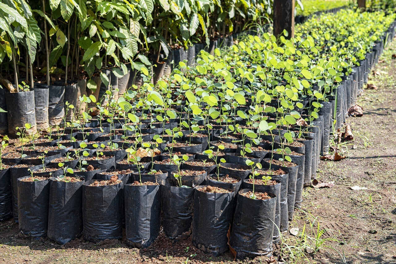 Fundação Municipal de Meio Ambiente doa mudas de ipês e espécies frutíferas em Palmas; saiba como retirar