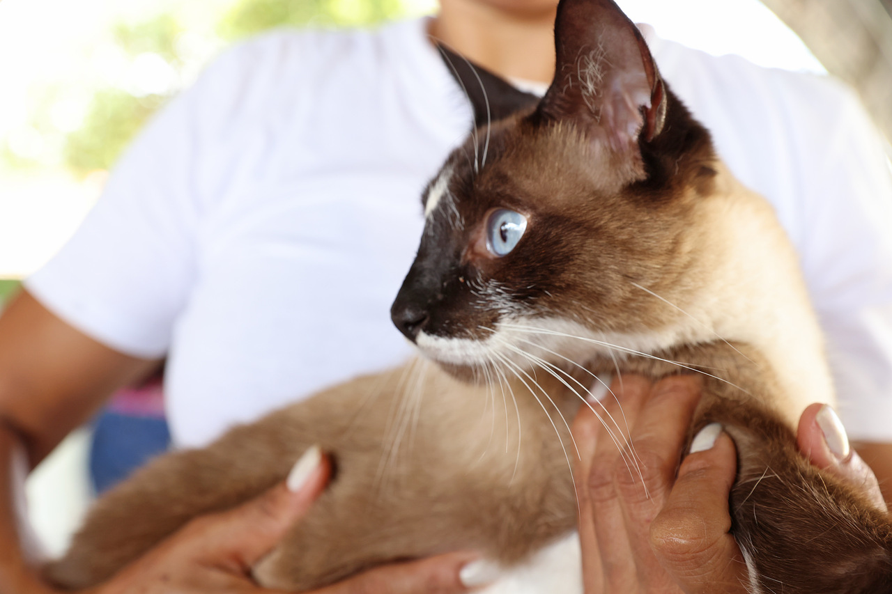 Cães e gatos recebem vacina antirrábica no Jardim Vitória I, em Palmas, nesta quinta (16); confira o horário