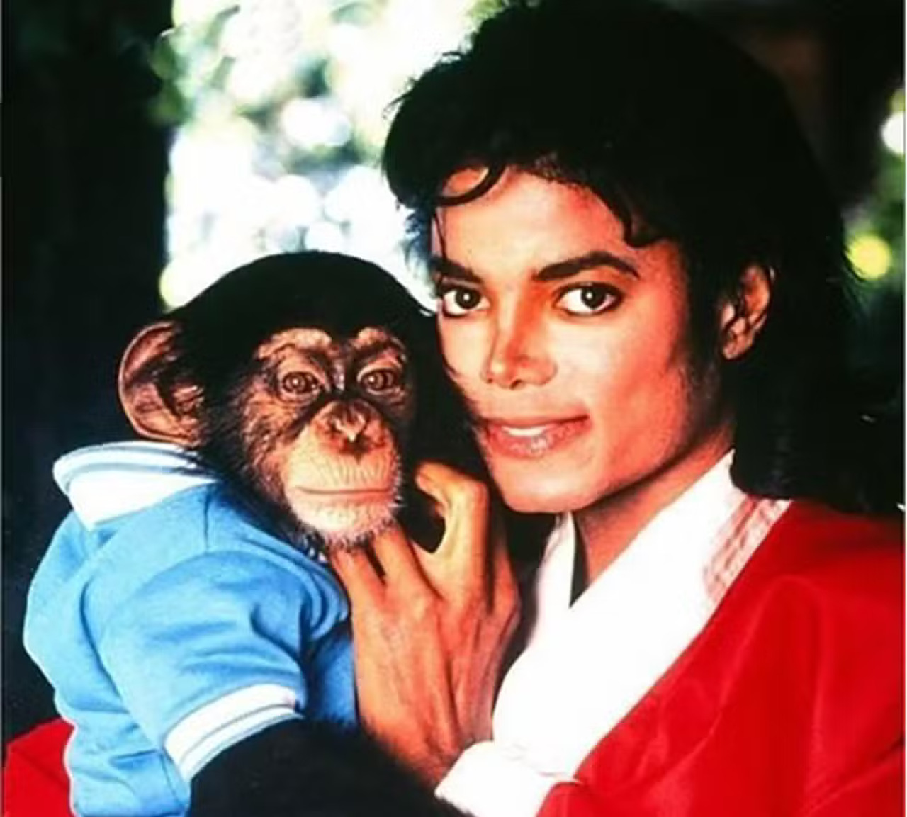 Chimpanzé de Michael Jackson recebe R$ 163 mil por ano após a morte do cantor