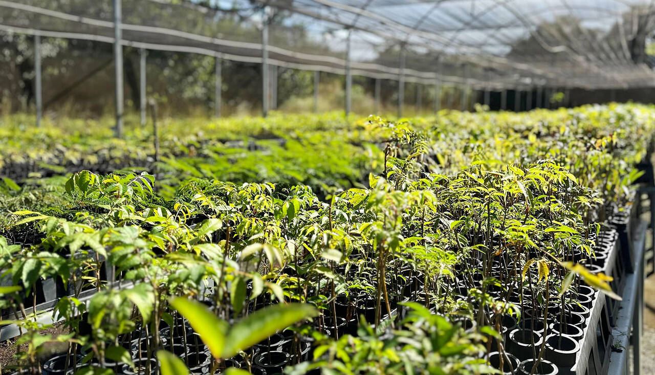 Mudas de várias plantas do cerrado serão distribuídas gratuitamente durante ação do governo em Palmas; saiba detalhes