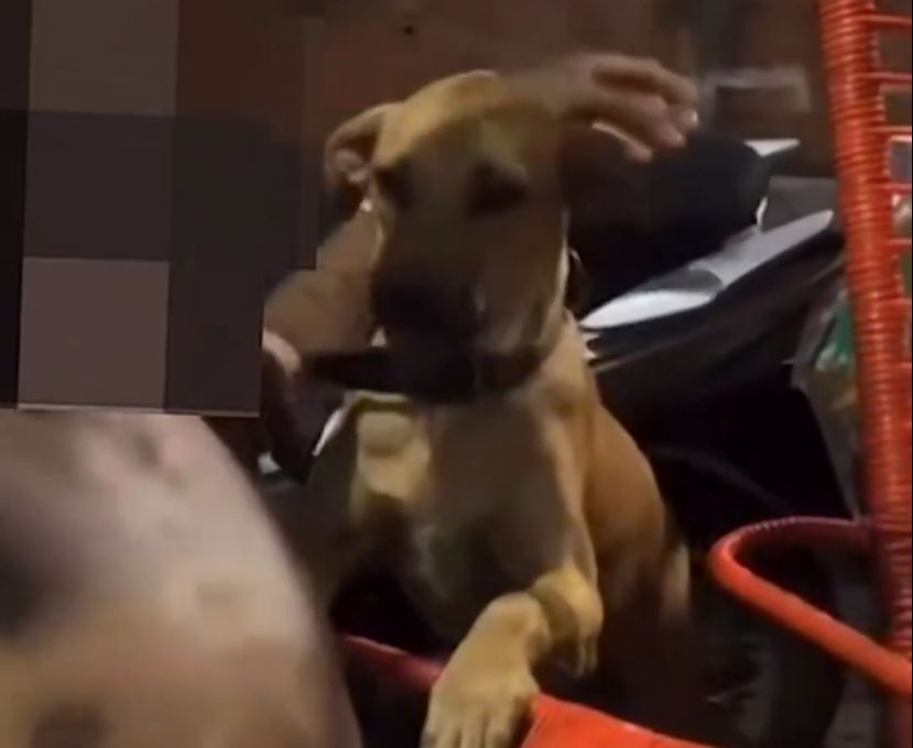 VÍDEO: Homem é filmando dando cerveja para cachorro em Porto Nacional