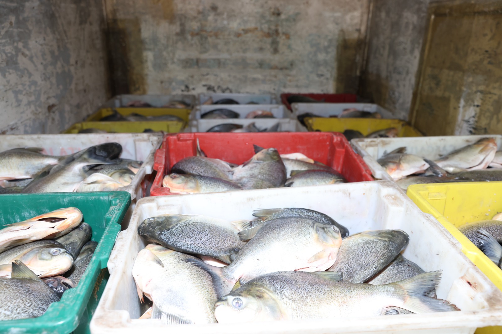 Caminhão com quase 4 toneladas de peixes é apreendido em Palmas