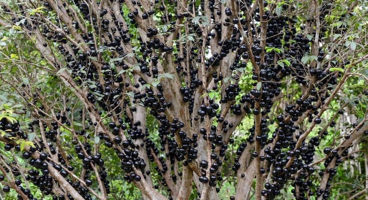 De fruto desperdiçado a Ouro Negro: Veja como a jabuticaba transformou a vida dos empreendedores de Taquaruçu