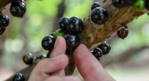 De fruto desperdiçado a Ouro Negro: Veja como a jabuticaba transformou a vida dos empreendedores de Taquaruçu