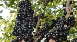 De fruto desperdiçado a Ouro Negro: Veja como a jabuticaba transformou a vida dos empreendedores de Taquaruçu