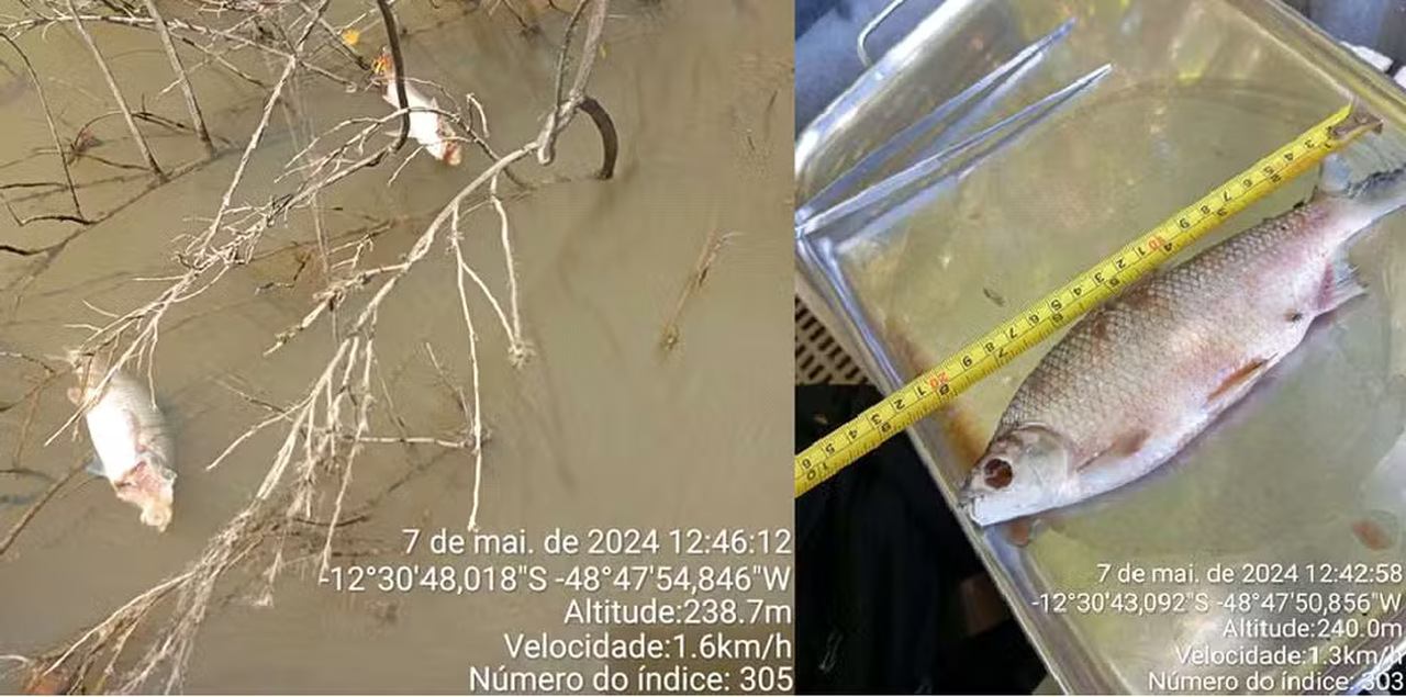 Naturatins conclui investigação sobre morte de peixes no Rio Santa Tereza; CONFIRA