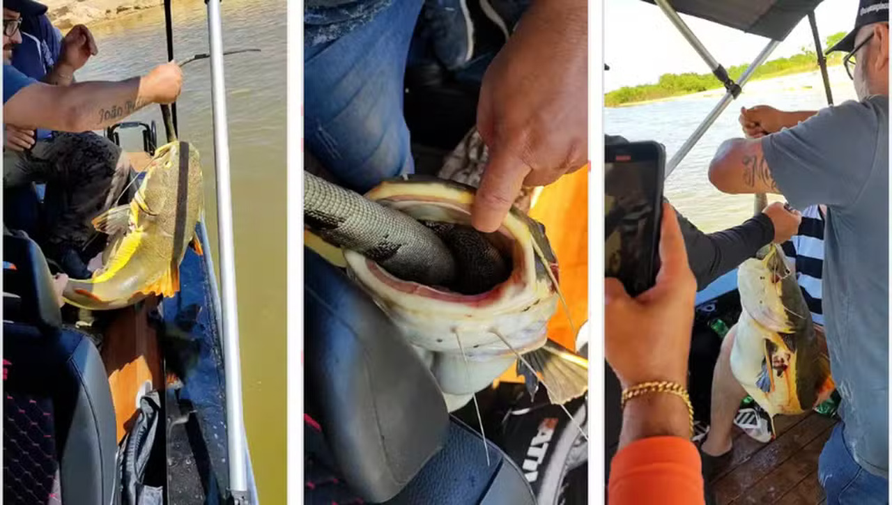 Pescadores filmam peixe que engoliu iguana no Rio Araguaia; VEJA VÍDEO