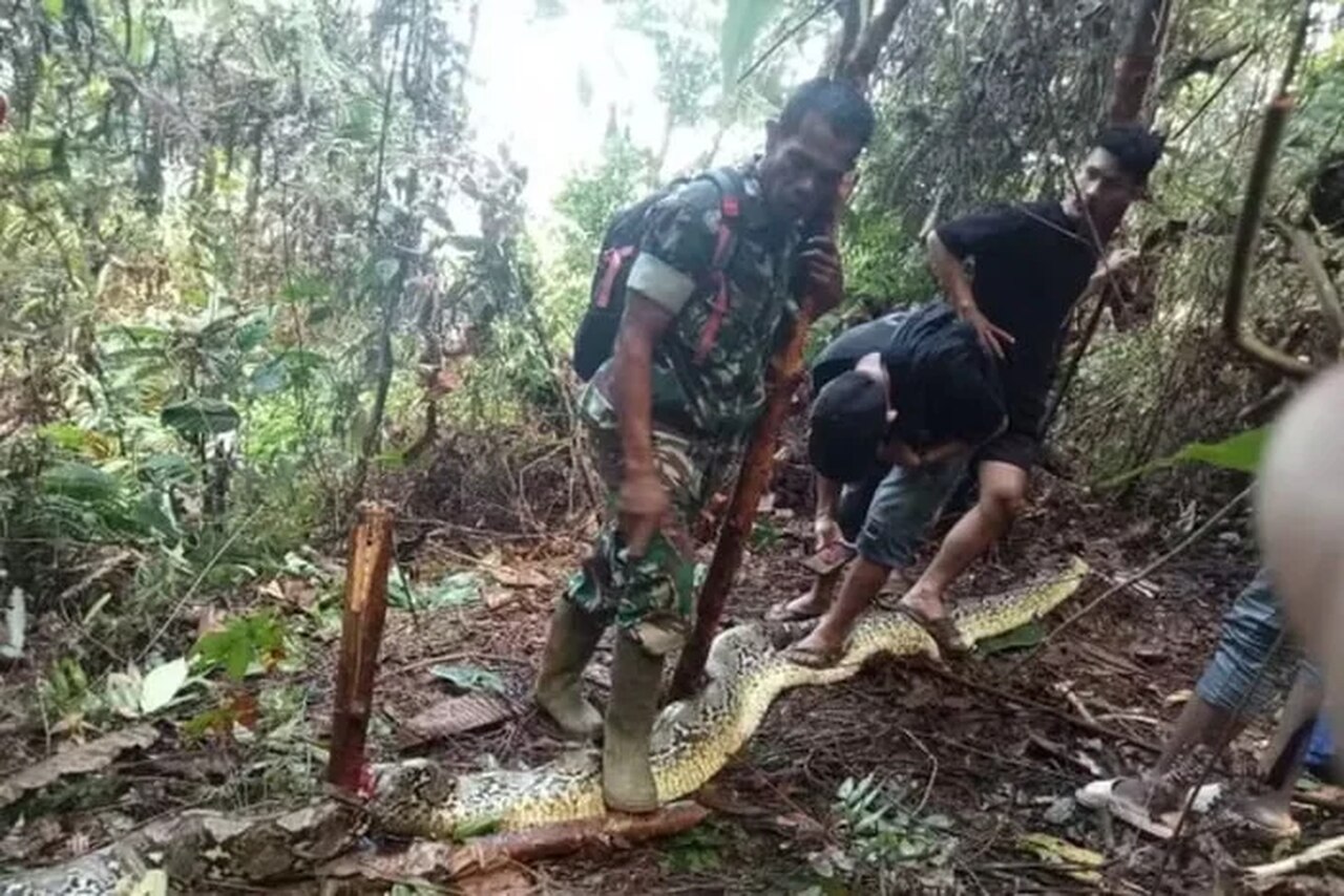 VÍDEO: Cobra píton gigante de 9 metros engole mulher na Indonésia